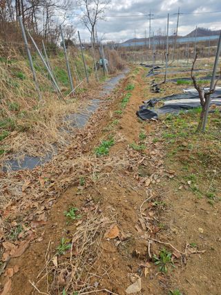 현모양처(양현모)님의 파 · 영농일지 작성글 사진
