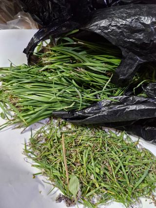 매실향기차향기님의 기타작물 · 영농일지 작성글 사진