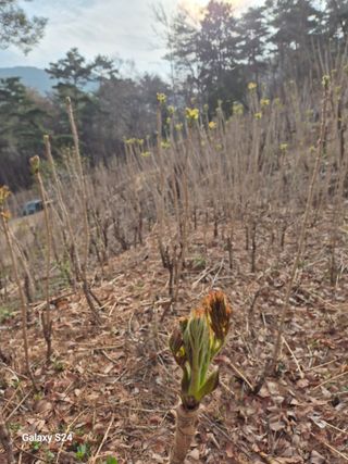 박성균님의 두릅 · 영농일지 작성글 사진
