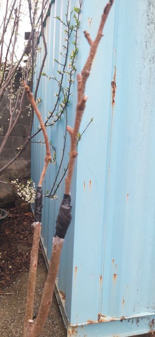 정진근 님의 기타작물 · 영농일지 작성글 사진