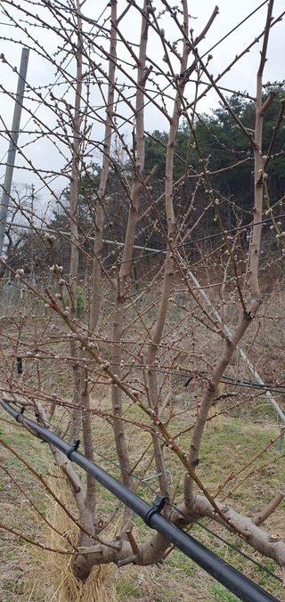 이용찬님의 기타작물 · 영농일지 작성글 사진