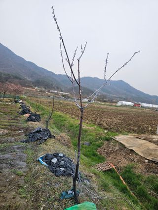 황종현님의 기타작물 · 영농일지 작성글 사진