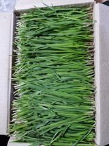 팜모닝 기타작물·영농일지 게시글 이미지