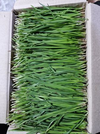 매실향기차향기님의 기타작물 · 영농일지 작성글 사진