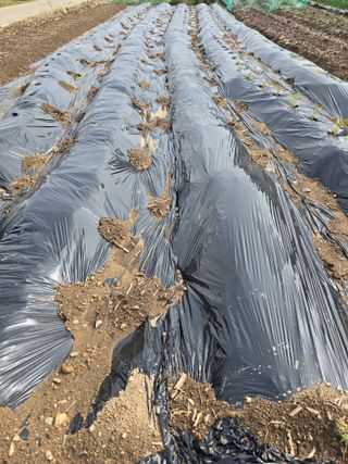 김유숙님의 기타작물 · 영농일지 작성글 사진