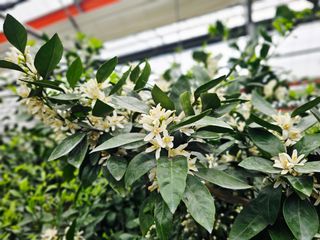 복희네농장(달콤향)님의 귤 · 영농일지 작성글 사진