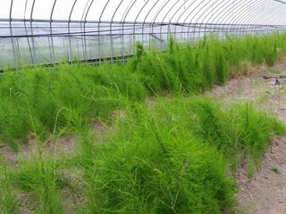 이창신님의 기타작물 · 영농일지 작성글 사진