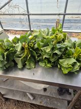 팜모닝 기타작물·영농일지 게시글 이미지