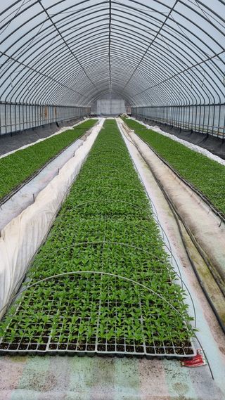 박미연님의 고추 · 영농일지 작성글 사진