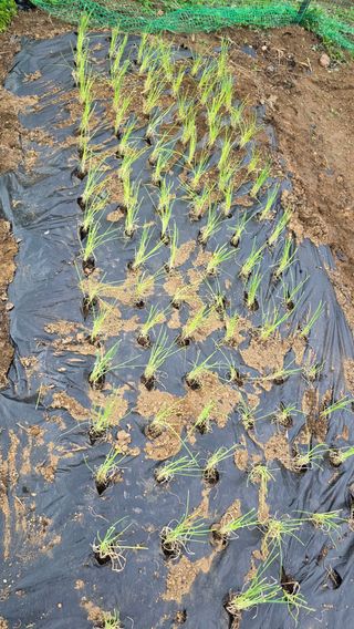 가야산아래촌농님의 기타작물 · 영농일지 작성글 사진