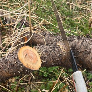 동동예행복농장님의 복숭아 · 영농일지 작성글 사진