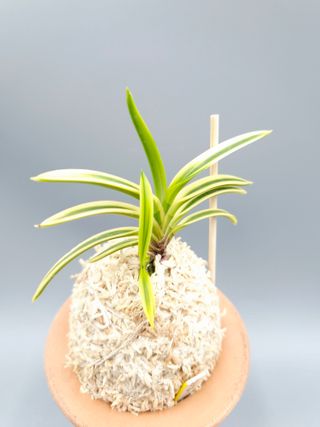 윤의용님의 기타작물 · 영농일지 작성글 사진