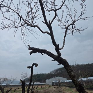 동동예행복농장님의 복숭아 · 영농일지 작성글 사진