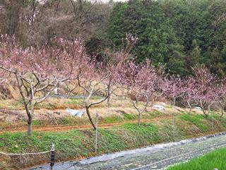 장흥식님의 기타작물 · 영농일지 작성글 사진
