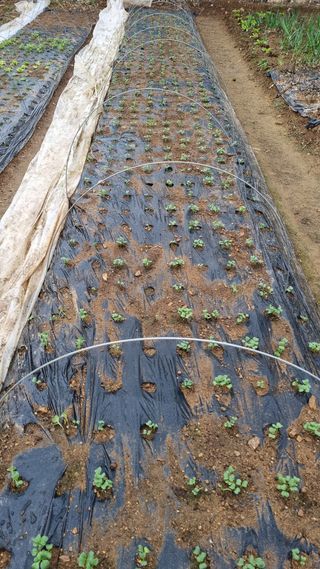 김지철님의 기타작물 · 영농일지 작성글 사진