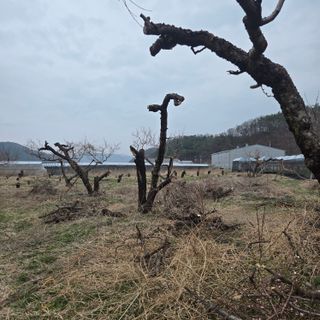 동동예행복농장님의 복숭아 · 영농일지 작성글 사진