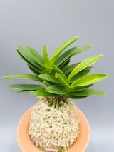 팜모닝 기타작물·영농일지 게시글 이미지