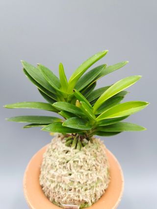 윤의용님의 기타작물 · 영농일지 작성글 사진