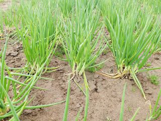 한경훈님의 파 · 영농일지 작성글 사진