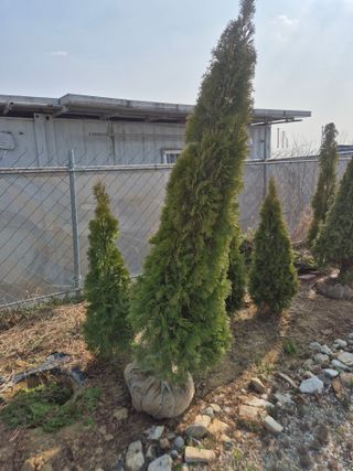 영천경마장조경수농원님의 기타작물 · 영농일지 작성글 사진