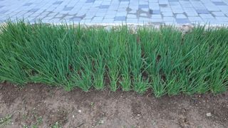 가야산아래촌농님의 기타작물 · 영농일지 작성글 사진