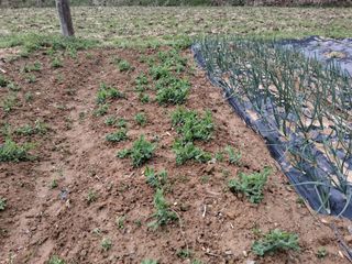 그린아빠님의 고추 · 영농일지 작성글 사진