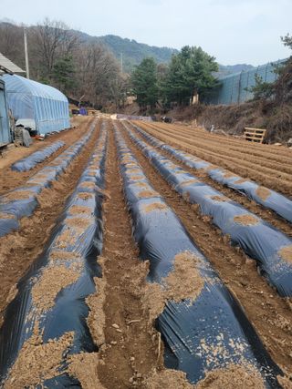 정지덕님의 고추 · 영농일지 작성글 사진