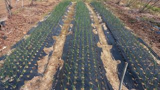 김근수회원님의 옥수수 · 영농일지 작성글 사진