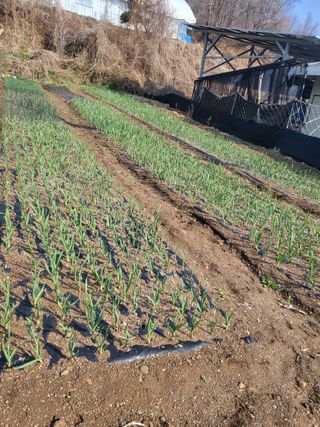 이상욱님의 마늘 · 영농일지 작성글 사진