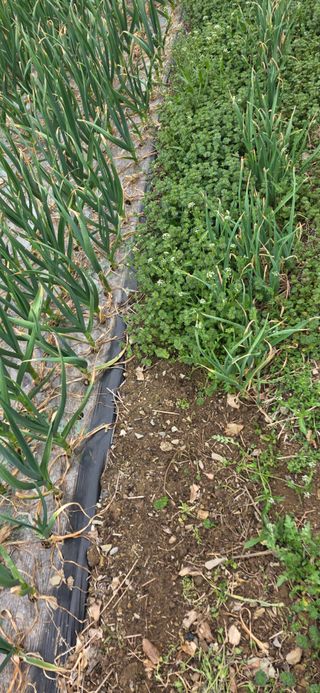 경주농장님의 마늘 · 영농일지 작성글 사진