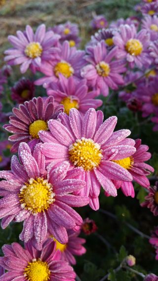 인생은 소풍처럼~님의 기타작물 · 영농일지 작성글 사진