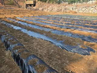 강화화도님의 감자 · 영농일지 작성글 사진