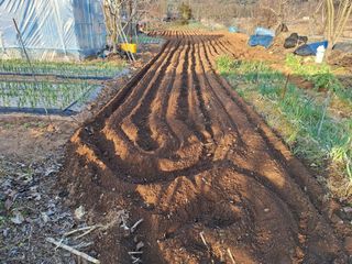 김용환님의 옥수수 · 영농일지 작성글 사진