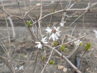 김홍중님의 두릅 · 영농일지 작성글 사진
