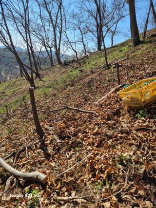 김 기 동님의 기타작물 · 영농일지 작성글 사진
