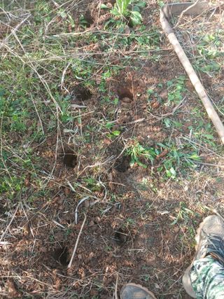 블루하늘TV님의 감자 · 영농일지 작성글 사진