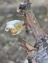 팜모닝 포도·영농일지 게시글 이미지