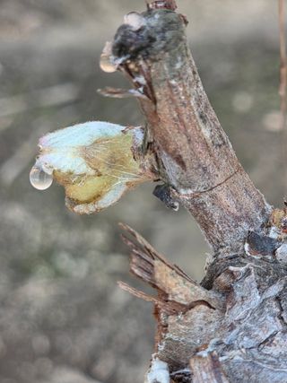 황만달님의 포도 · 영농일지 작성글 사진
