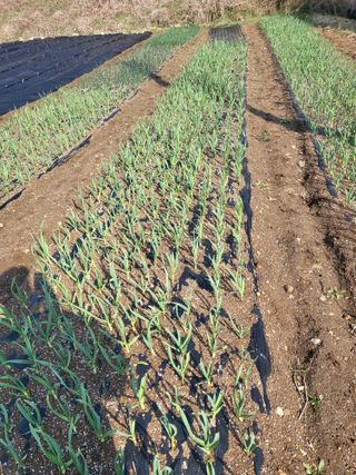 이상욱님의 마늘 · 영농일지 작성글 사진