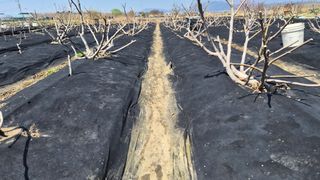 늘푸른 농장주님의 기타작물 · 영농일지 작성글 사진