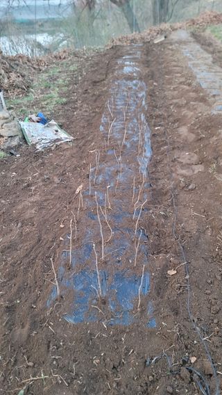 서초농원님의 기타작물 · 영농일지 작성글 사진