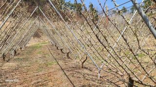 김준한님의 자두 · 영농일지 작성글 사진