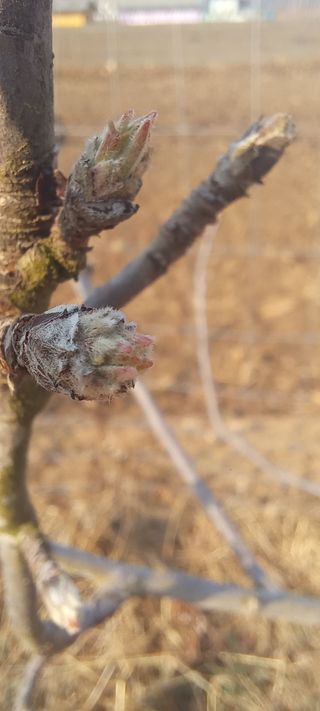 김종식님의 사과 · 영농일지 작성글 사진