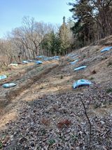 팜모닝 두릅·영농일지 게시글 이미지