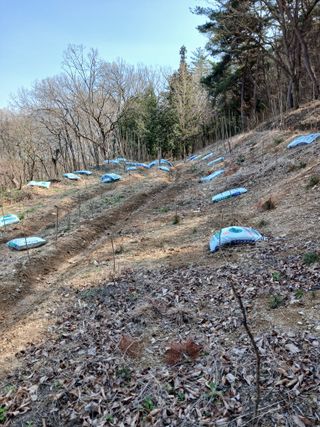 김윤철님의 두릅 · 영농일지 작성글 사진