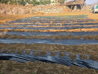 강화화도님의 감자 · 영농일지 작성글 사진