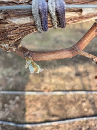 황만달님의 포도 · 영농일지 작성글 사진