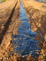 팜모닝 기타작물·영농일지 게시글 이미지