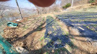 서초농원님의 기타작물 · 영농일지 작성글 사진