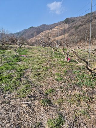허민성님의 기타작물 · 영농일지 작성글 사진